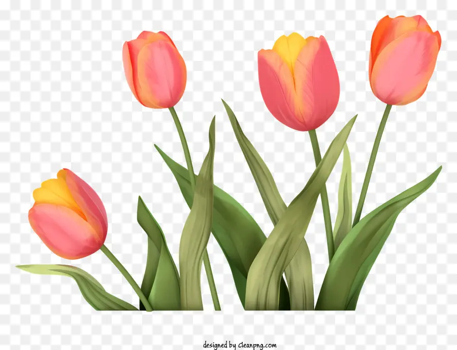 สีชมพู Tulips，ดำบนพื้นหลัง PNG