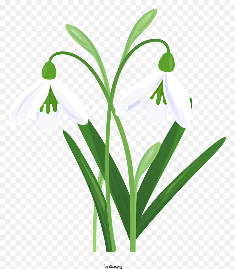 ดอกไม้สีขาว，ใบไม้สีเขียว PNG