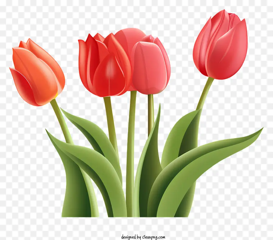 สีส Tulips，แจกันดอกทิวลิป PNG