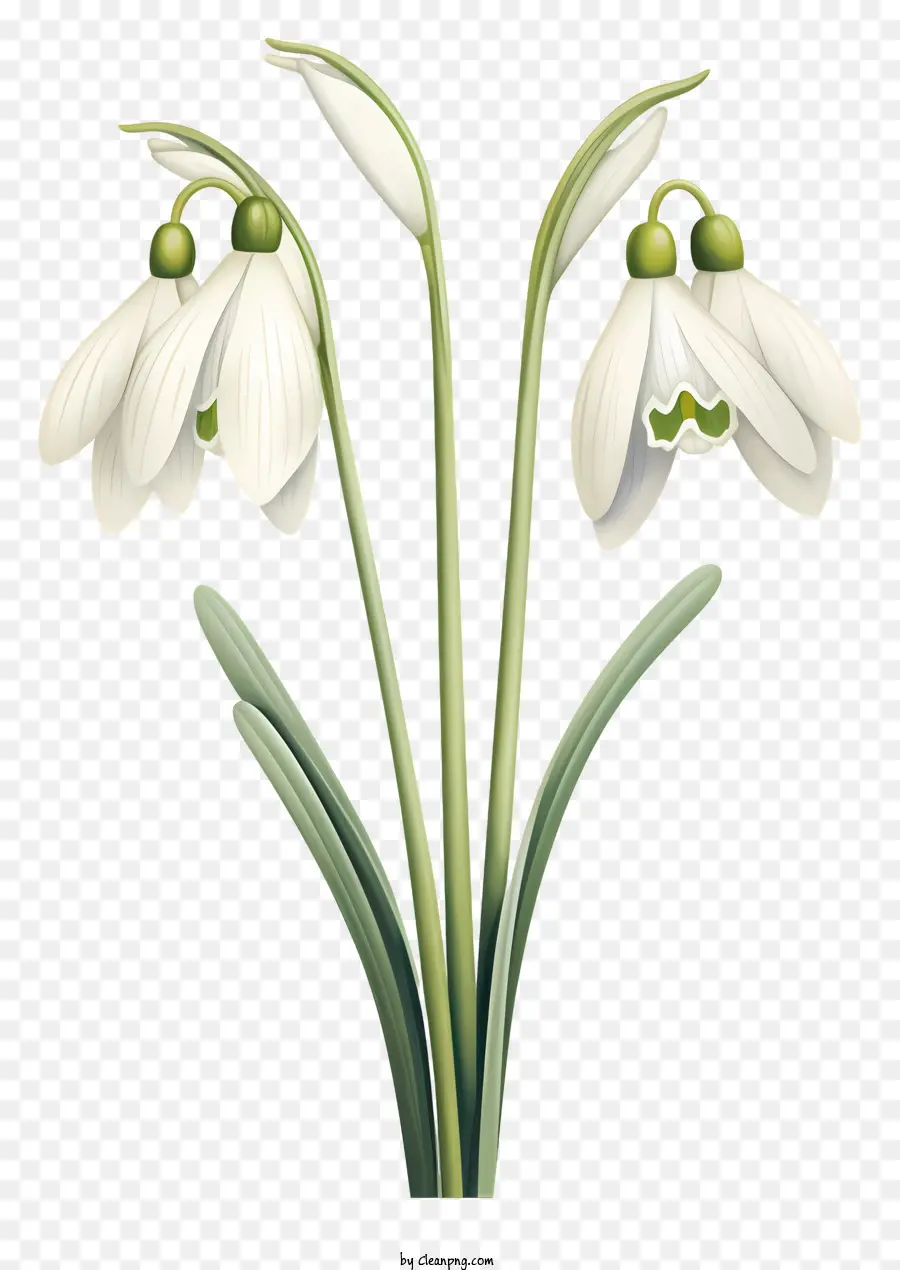 ดอกไม้สีขาว，Snowdrops PNG