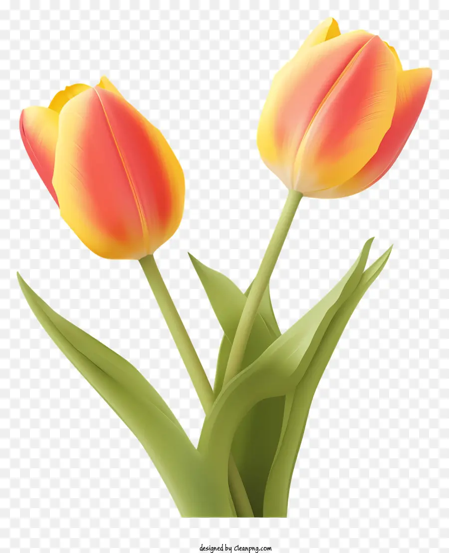 สีชมพู Tulips，ดอกไม้ PNG