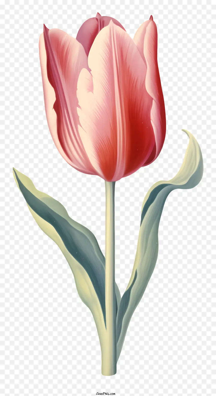 ทิวลิปสีชมพู，ดอกไม้ PNG