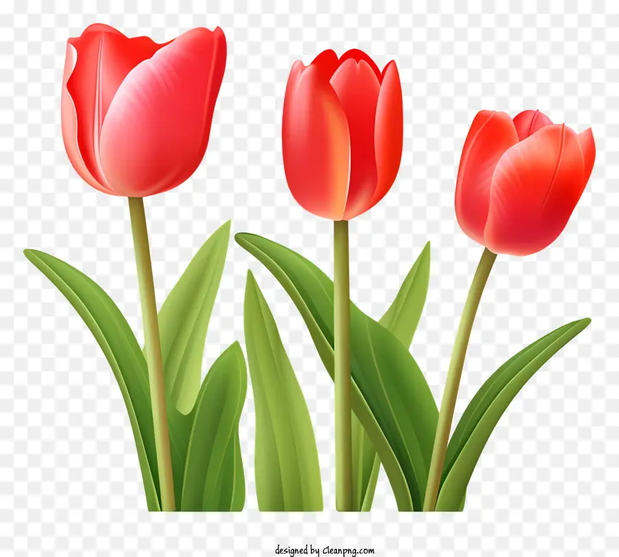 สีแดง Tulips，สวนดอกไม้ PNG