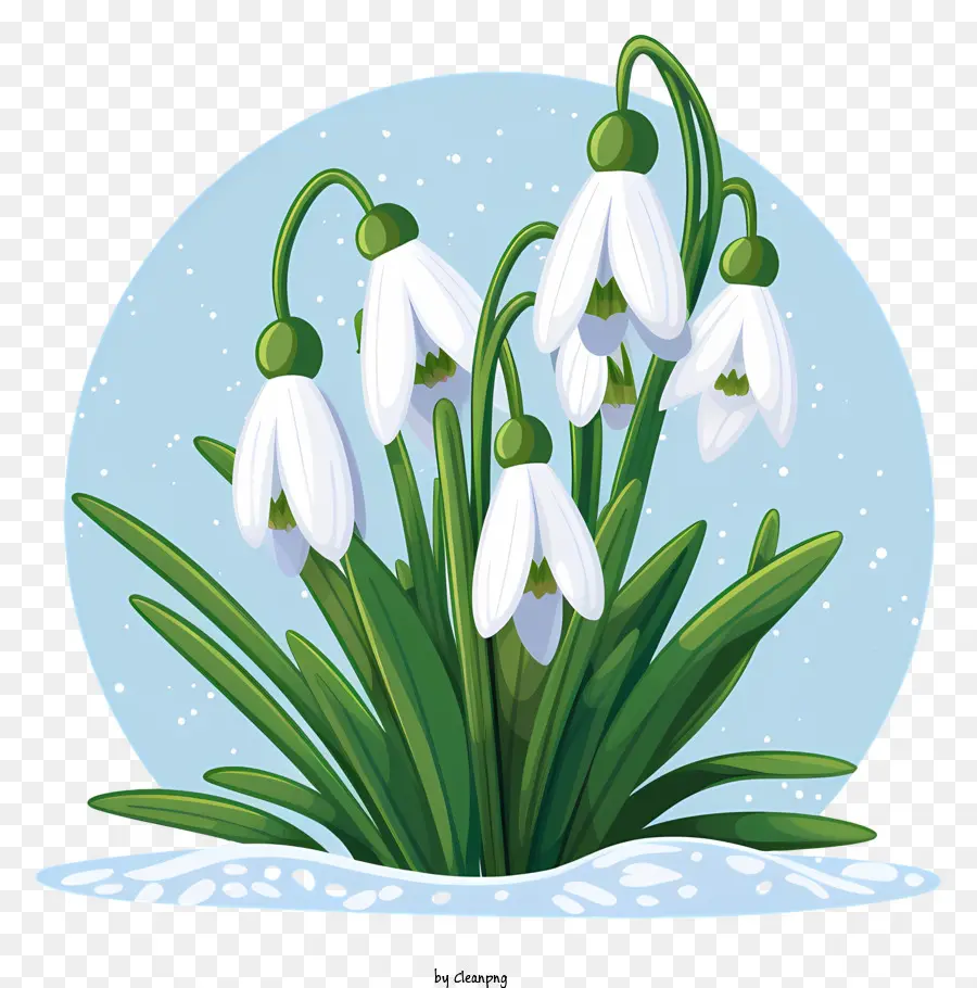 Snowdrops，ดอกไม้สีขาว PNG