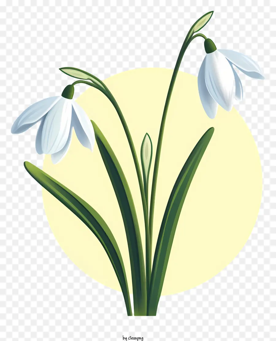 เม็ดหิมะ，Snowdrop เดี่ยว PNG