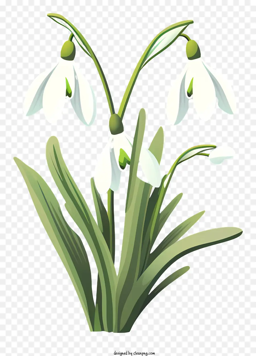 Snowdrop ดอกไม้，ดอกไม้รูประฆังสีขาว PNG