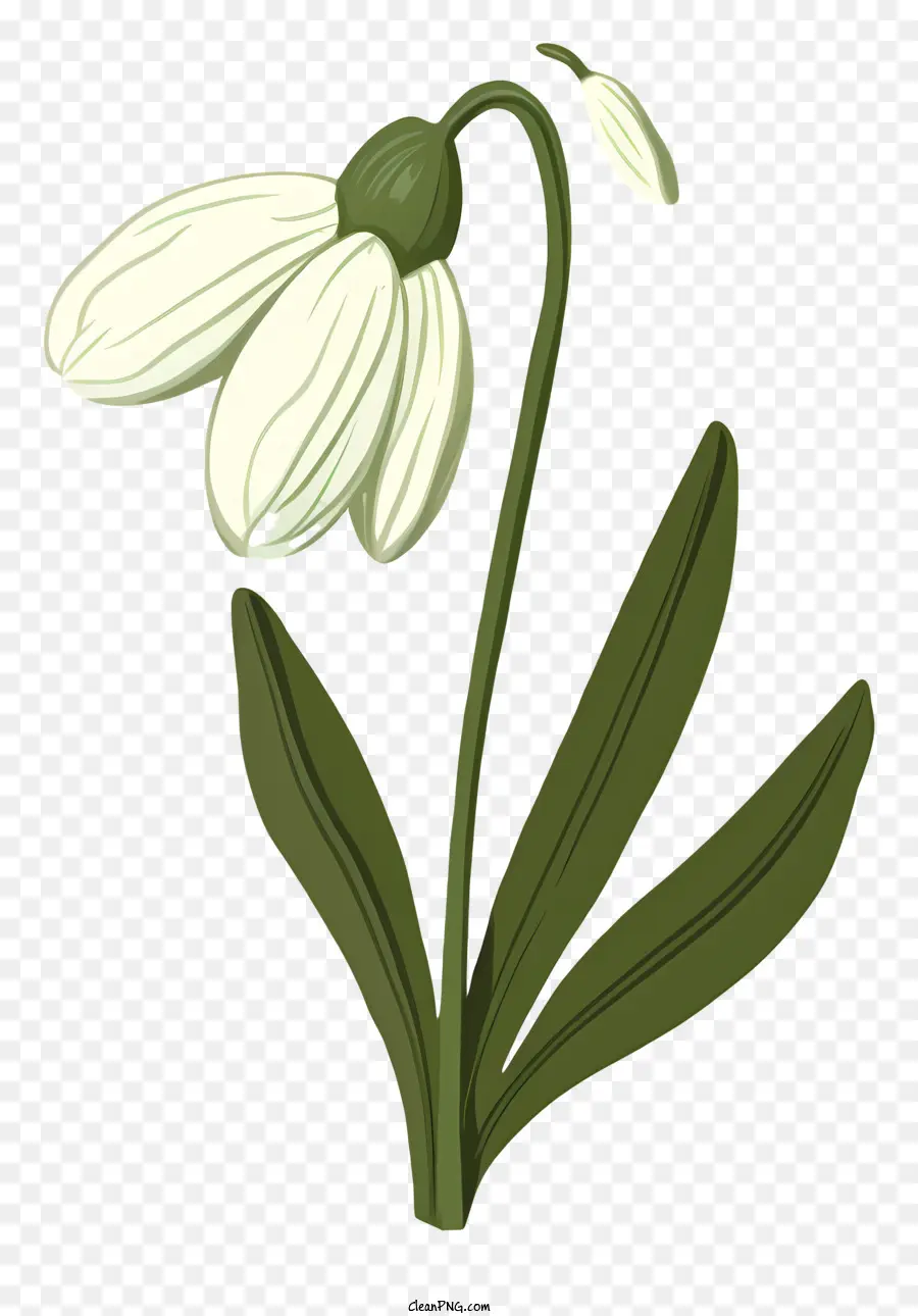 ดอกไม้สีขาว，ดอกกลีบดอกห้าดอก PNG
