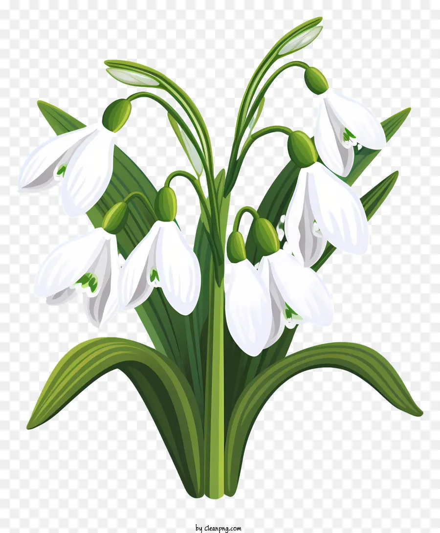 Snowdrops，ดอกไม้สีขาว PNG