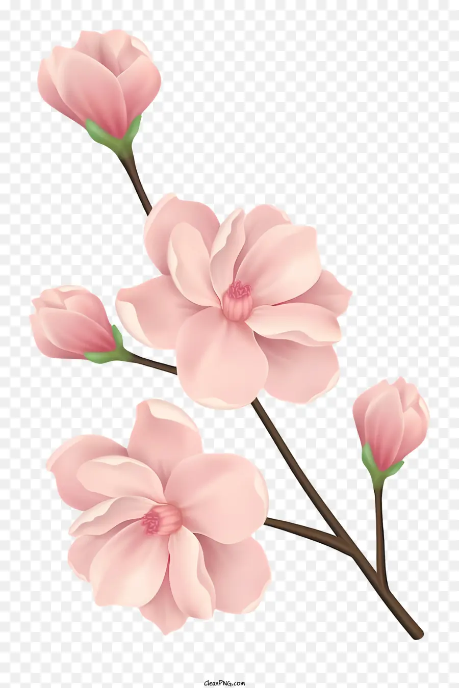 สีชมพู Blossom，ดอกไม้ Petal PNG