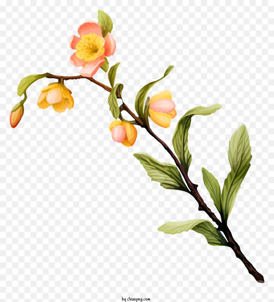 ภาพวาดดอกไม้，ดอกไม้สีชมพูและสีเหลือง PNG