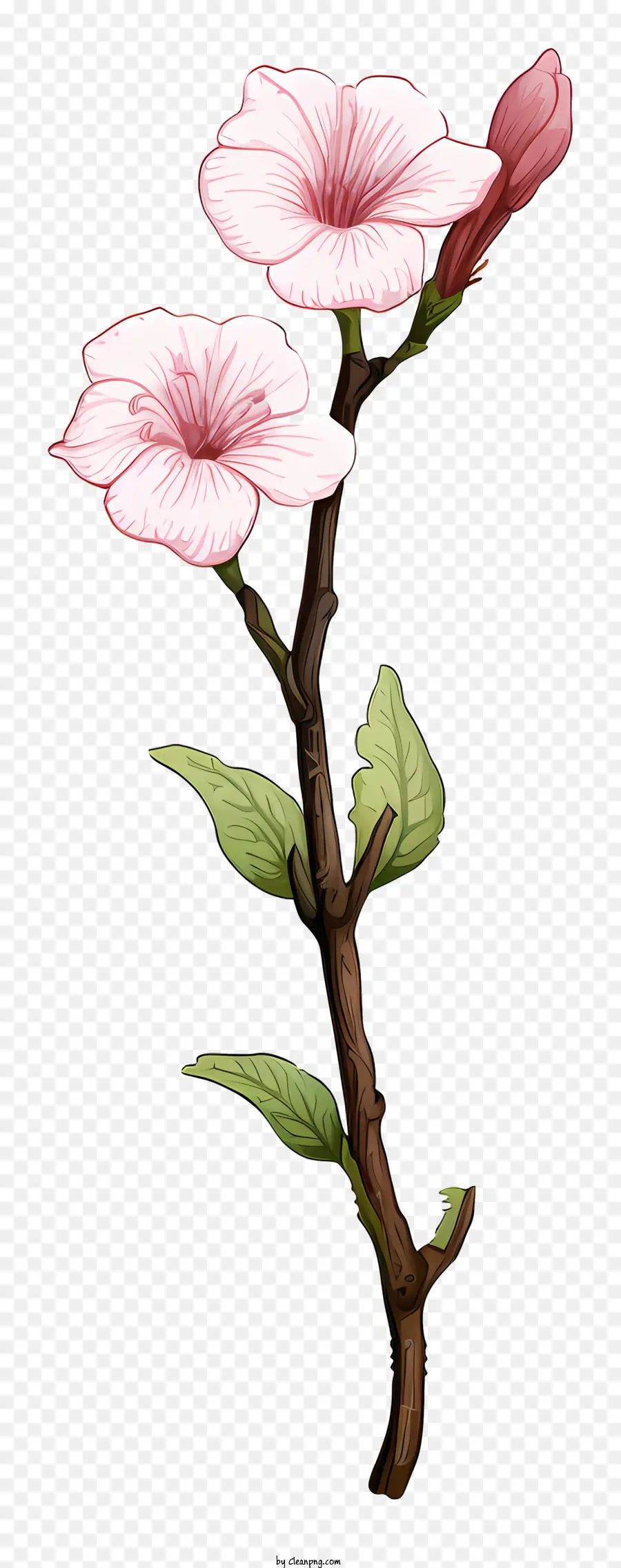 ดอกไม้สีชมพู，นานสาเหตุ PNG