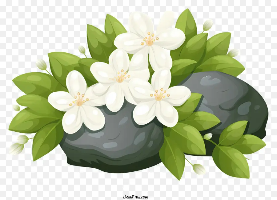 ดอกไม้สีขาว，ใบไม้สีเขียว PNG