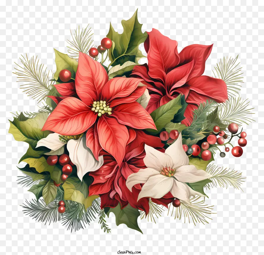 Poinsettias，ดอกไม้สีแดง PNG