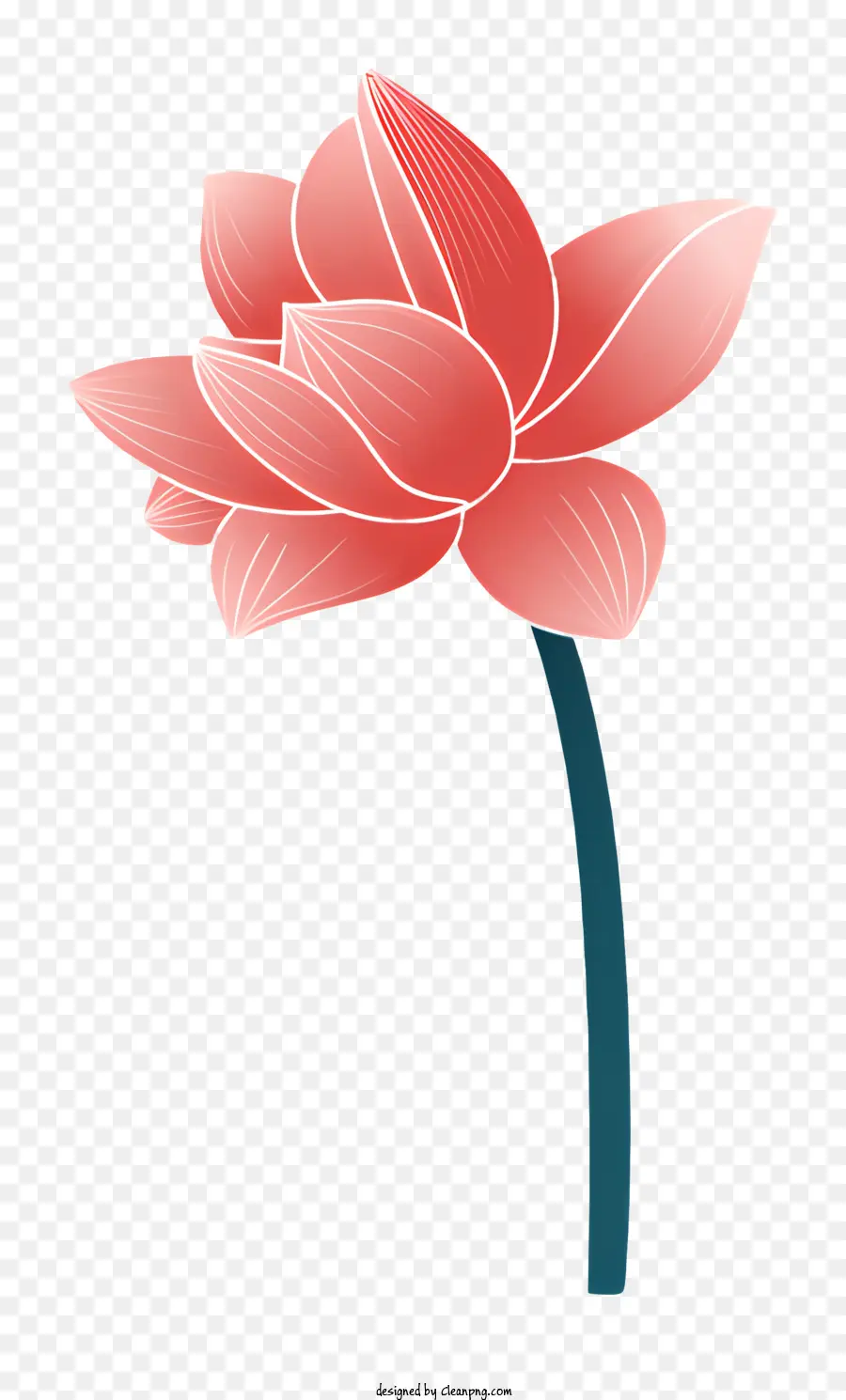 ดอกบัวสีชมพู，กลีบยาว PNG