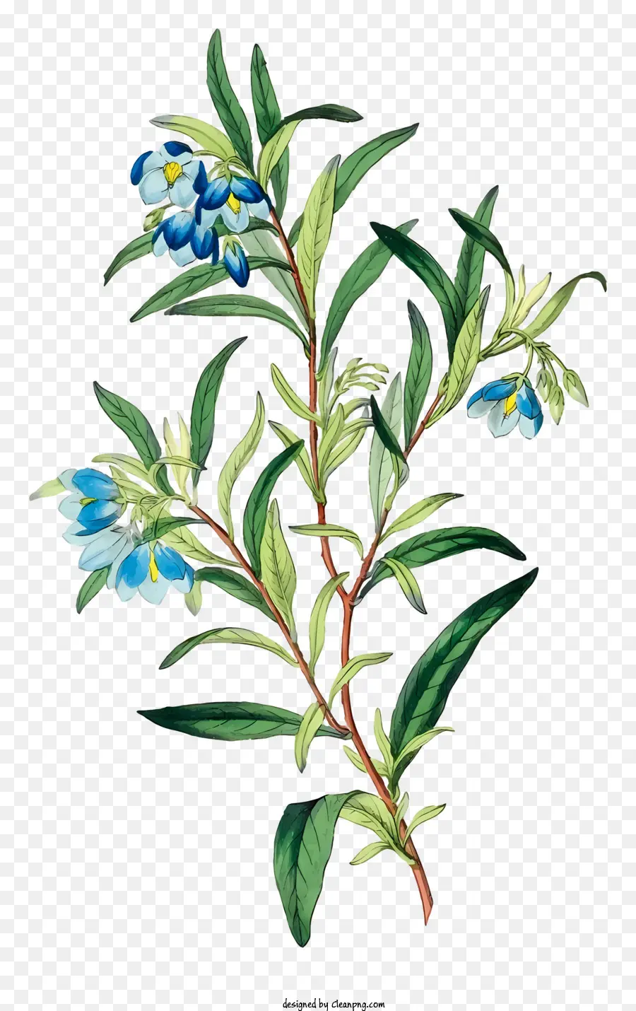 แบรนซ์，ดอกไม้สีฟ้าและสีม่วง PNG