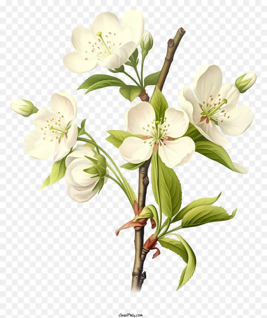 ดอกไม้ต้นแอปเปิ้ลสีขาว，ดำบนพื้นหลัง PNG