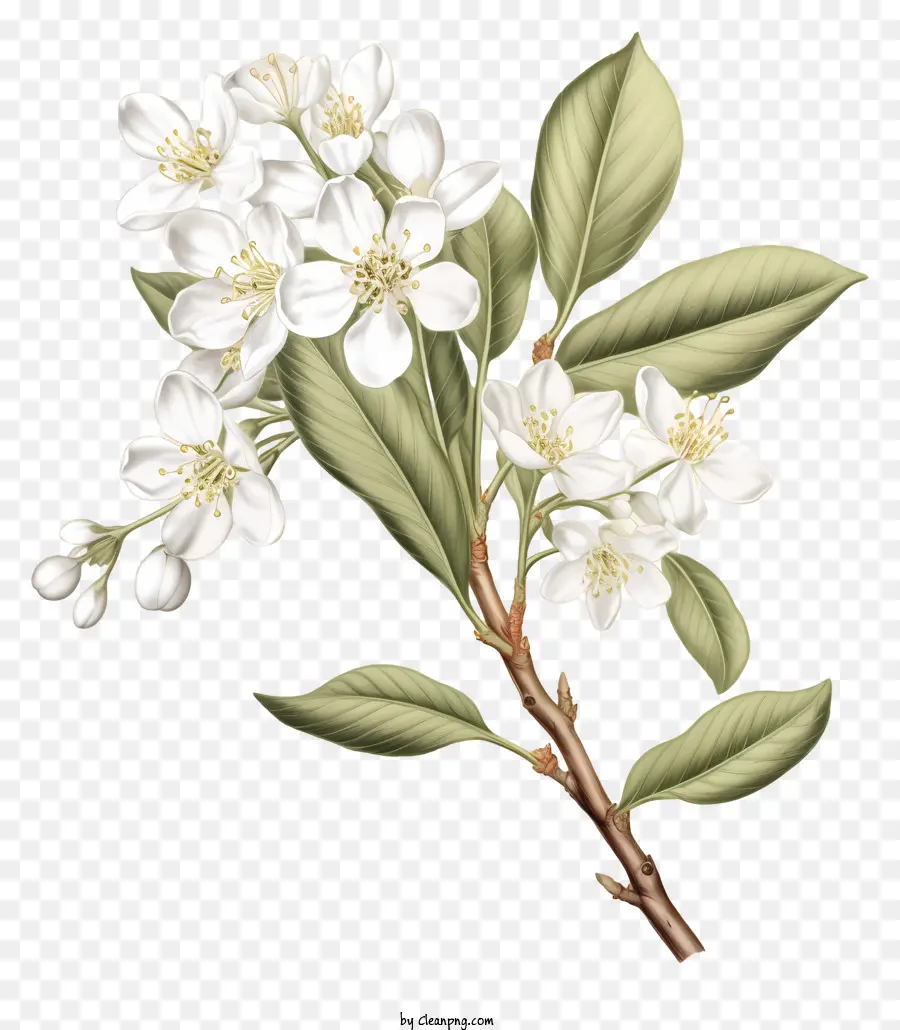 ดอกไม้สีขาว，ห้า Petals PNG