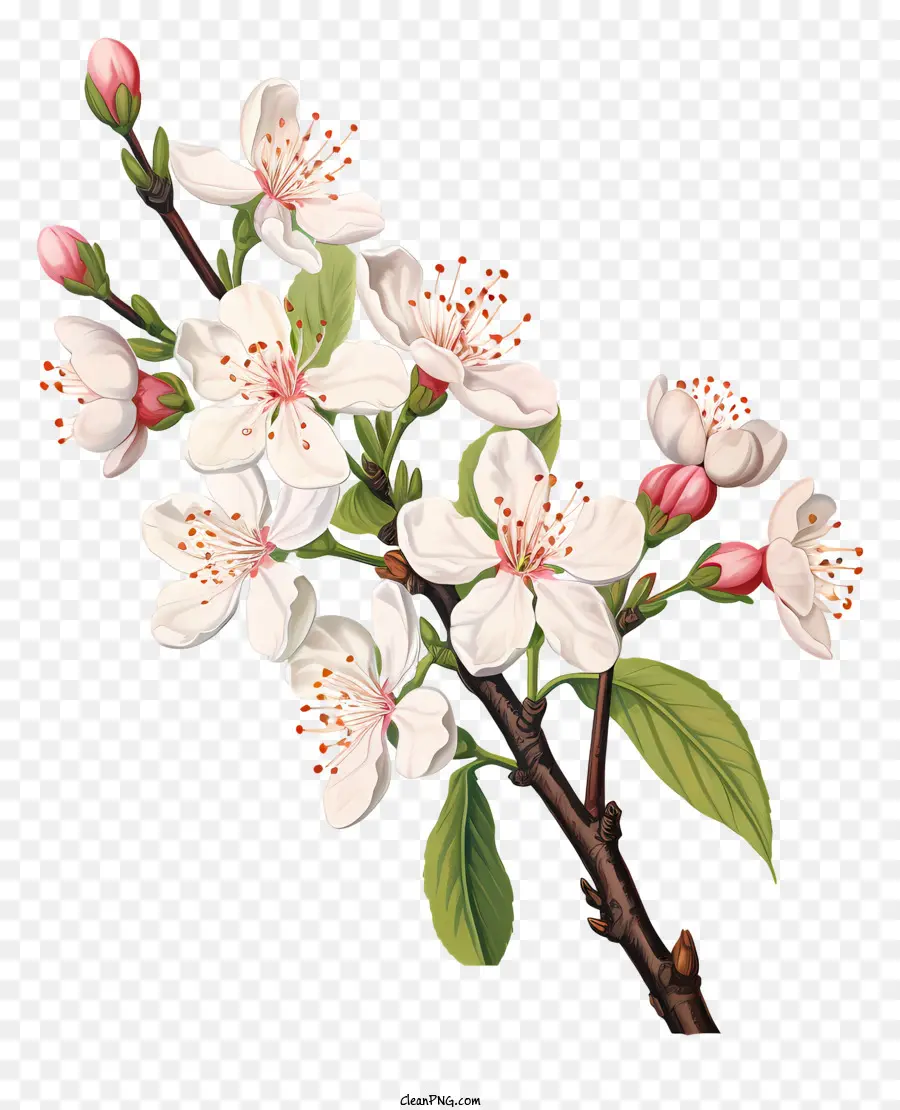 เชอร์รี่ Blossoms，ขาวเหมือนเชอร์รี่ Blossoms PNG