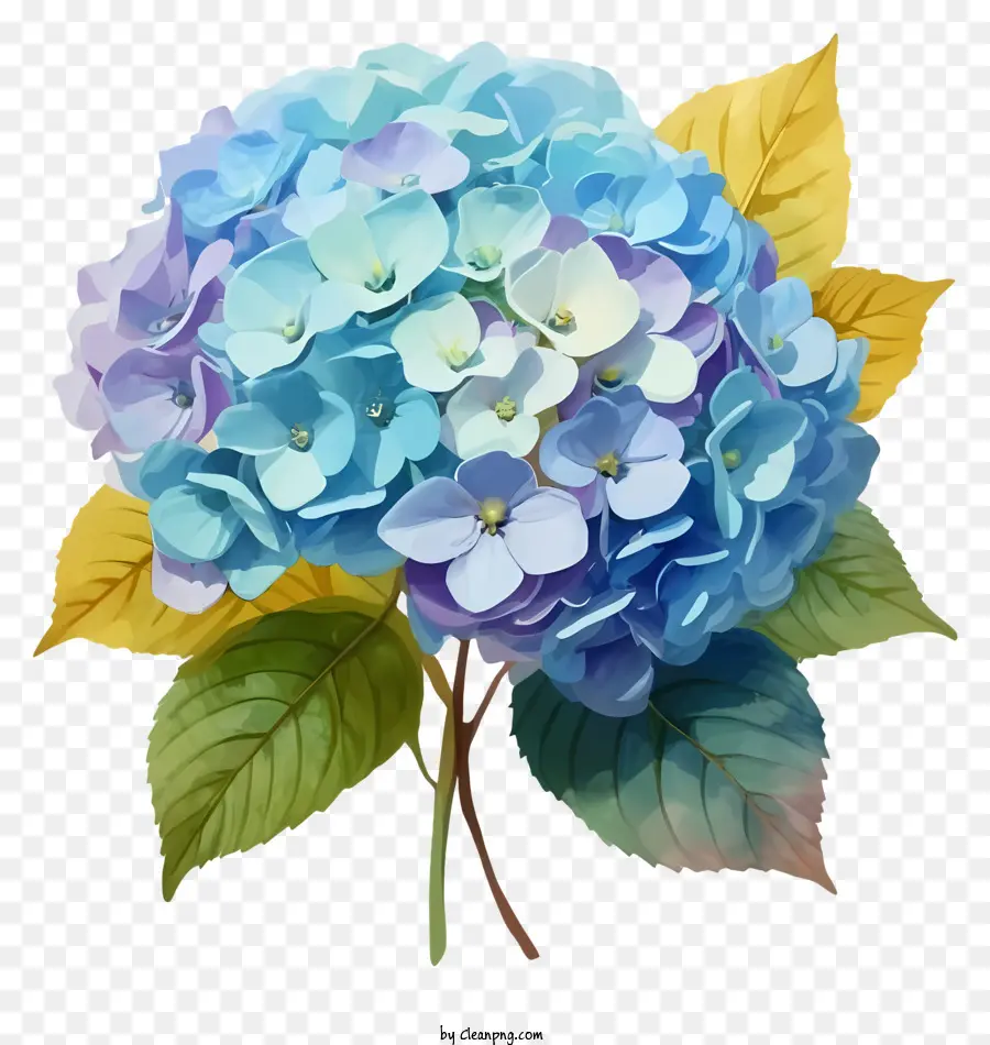 ช่อดอกไม้ของดอกไม้，ดอกไม้ไฮเดรนเยียสีน้ำเงิน PNG