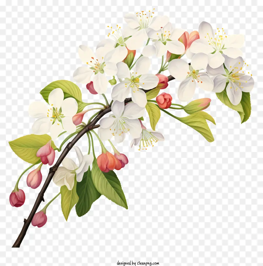 Flowering ต้นไม้，ดอกไม้สีขาว PNG