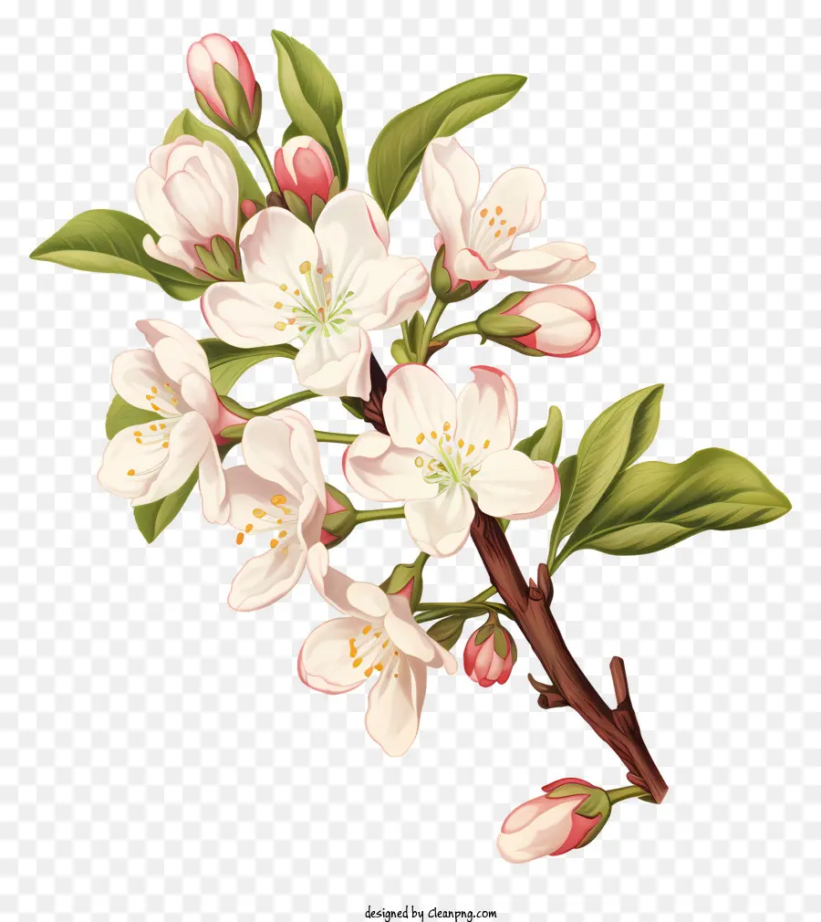 ต้นไม้ที่มีดอกสีขาว，เกสรตัวเมียสีชมพูและเกสร PNG