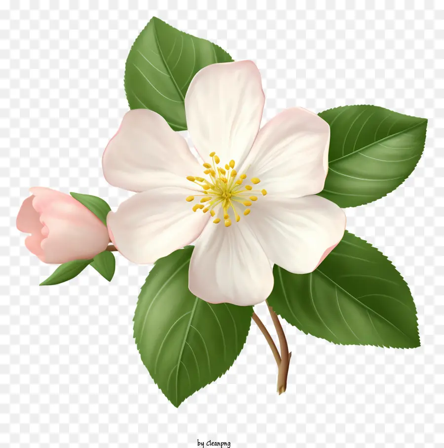 ดอกไม้，สีขาว Petals PNG