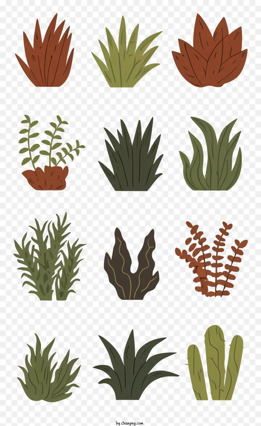 สายพันธุ์พืช，Succulents PNG