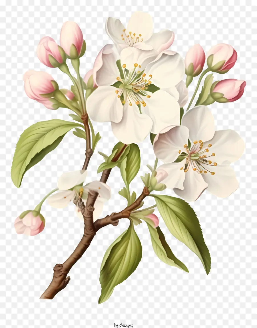 ต้นแอ๊บเปิ้ล，ดอกสีขาว PNG