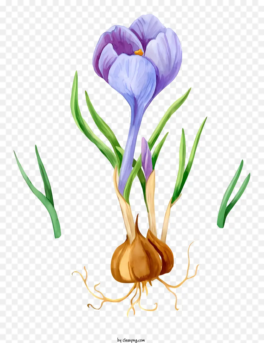 ดอกไม้สีม่วง，ดอกไม้ Crocus PNG