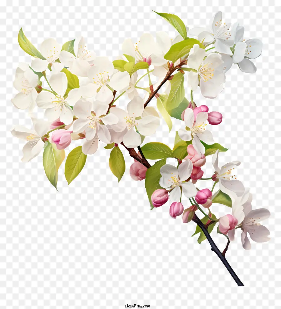 สีขาว Blossom，ใบสีชมพูและสีเขียว PNG