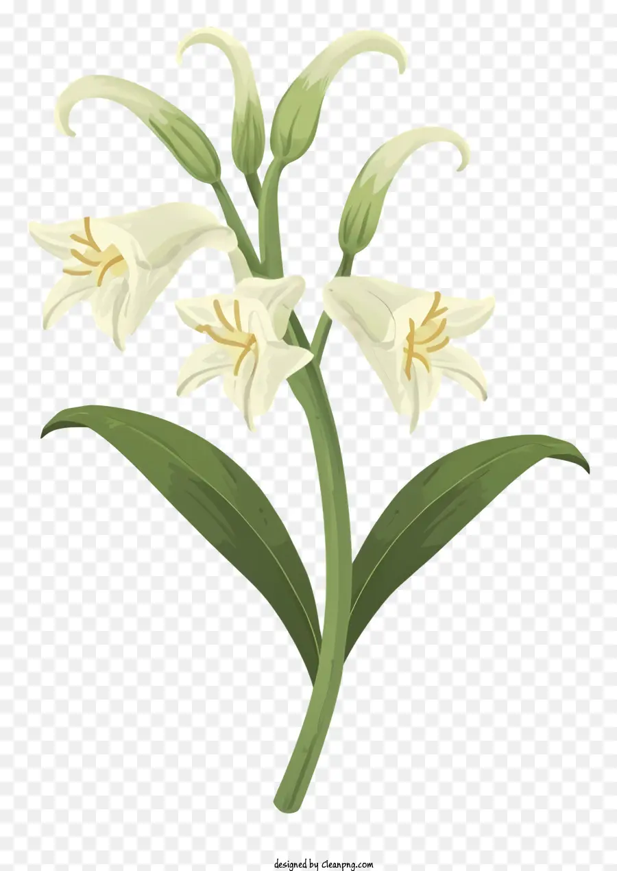 ดอกไม้สีขาว，ดำบนพื้นหลัง PNG