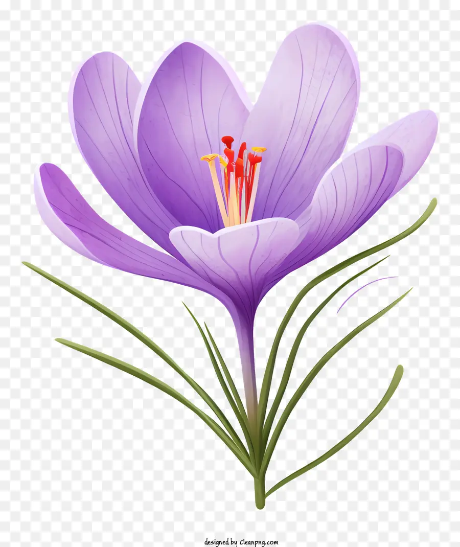 สีม่วง Crocus，ดอกไม้บานสะพรั่ง PNG