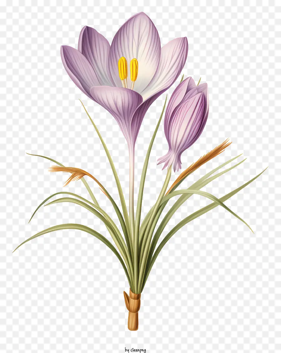 ดอกไม้สวย，ดอกไม้ Crocus PNG