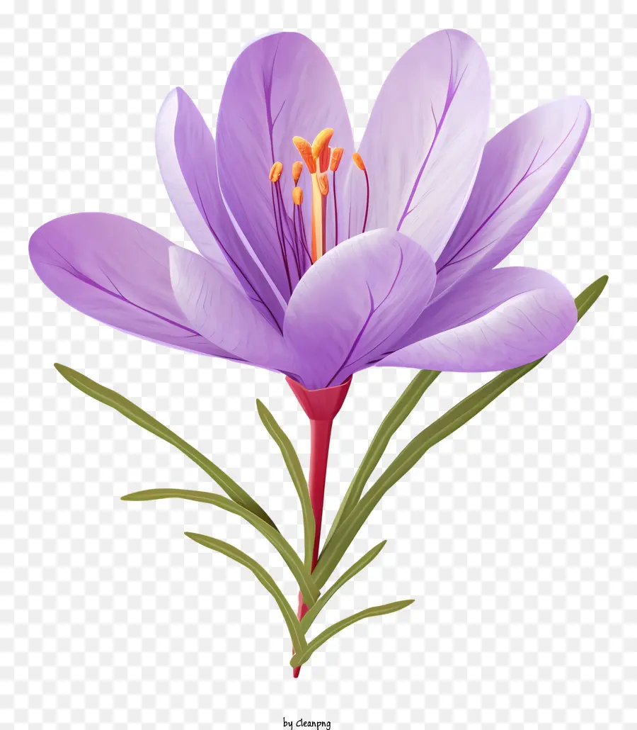 ดอกไม้สีม่วง，Saffron ดอกไม้ PNG
