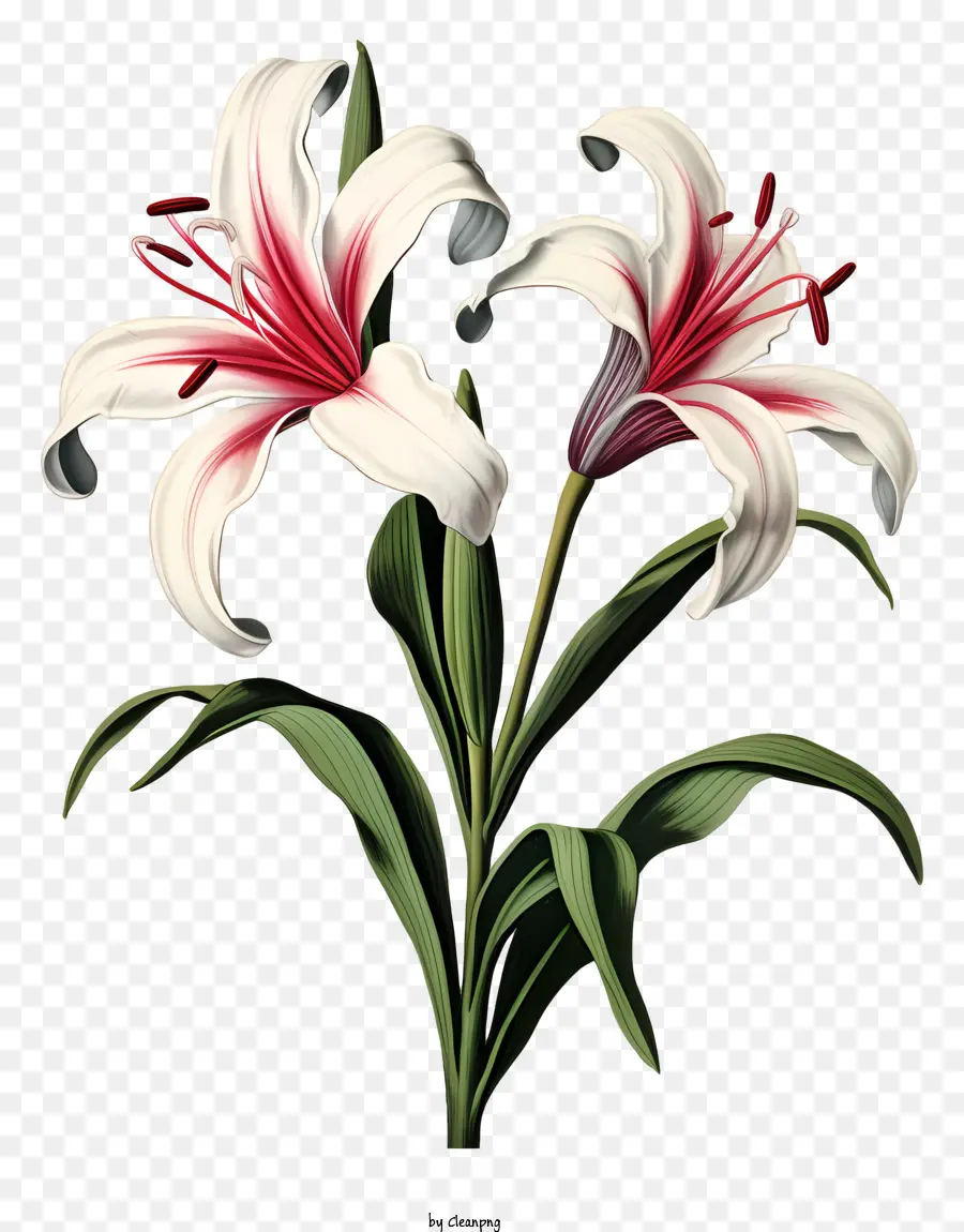 สีขาว Lilies，ดอกไม้ Photography PNG