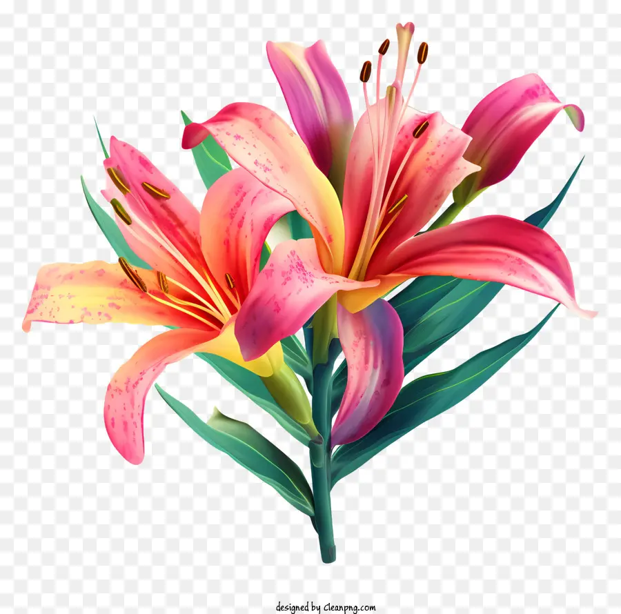 สีชมพู Lilies，ช่อดอกไม้ PNG