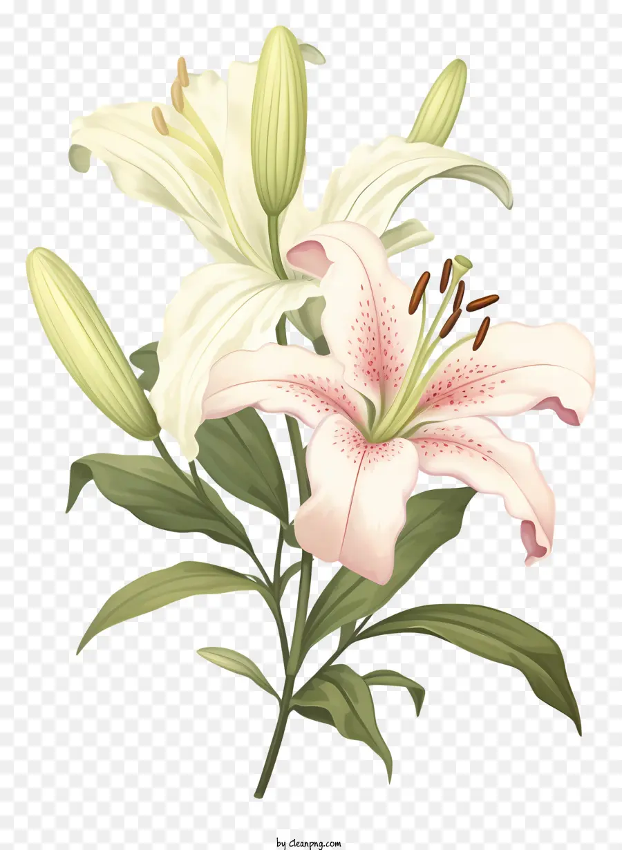 สีขาวลิลลี่，ดอกไม้ Petals PNG