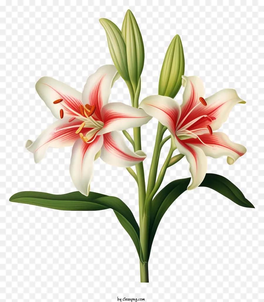 ข้อตกลงดอกไม้，ดอกลิลลี่สีแดงและสีขาว PNG