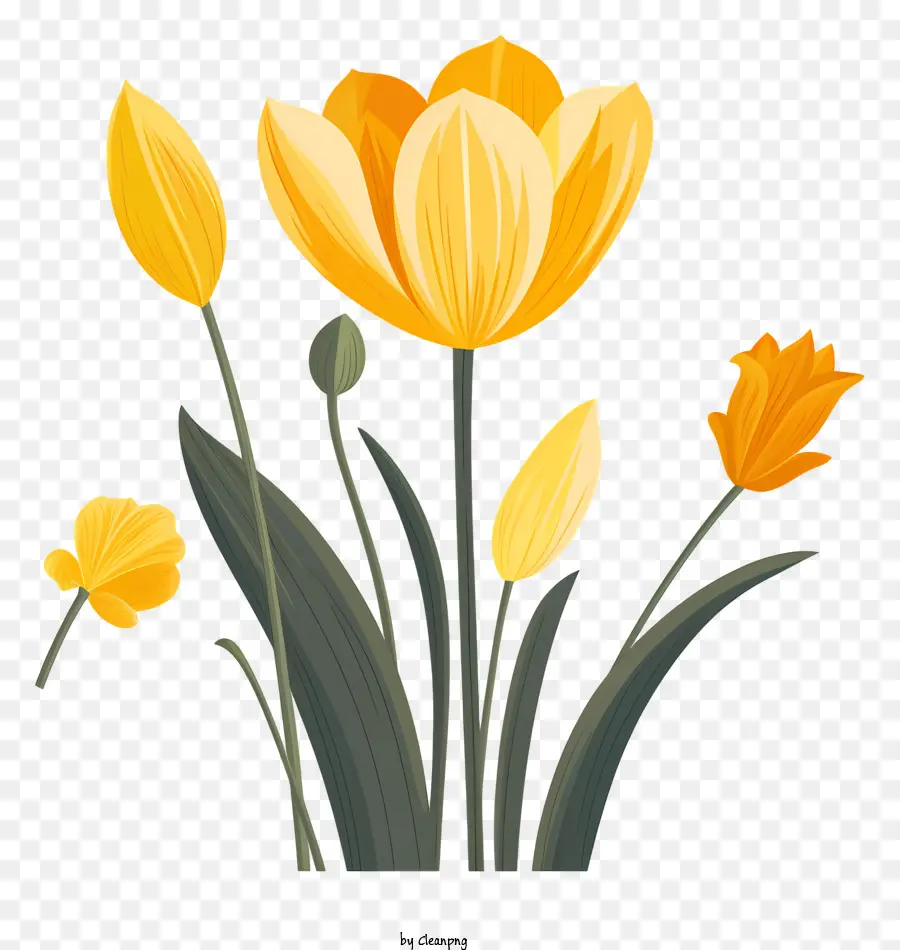 สีเหลือง Tulips，ช่อดอกไม้ PNG