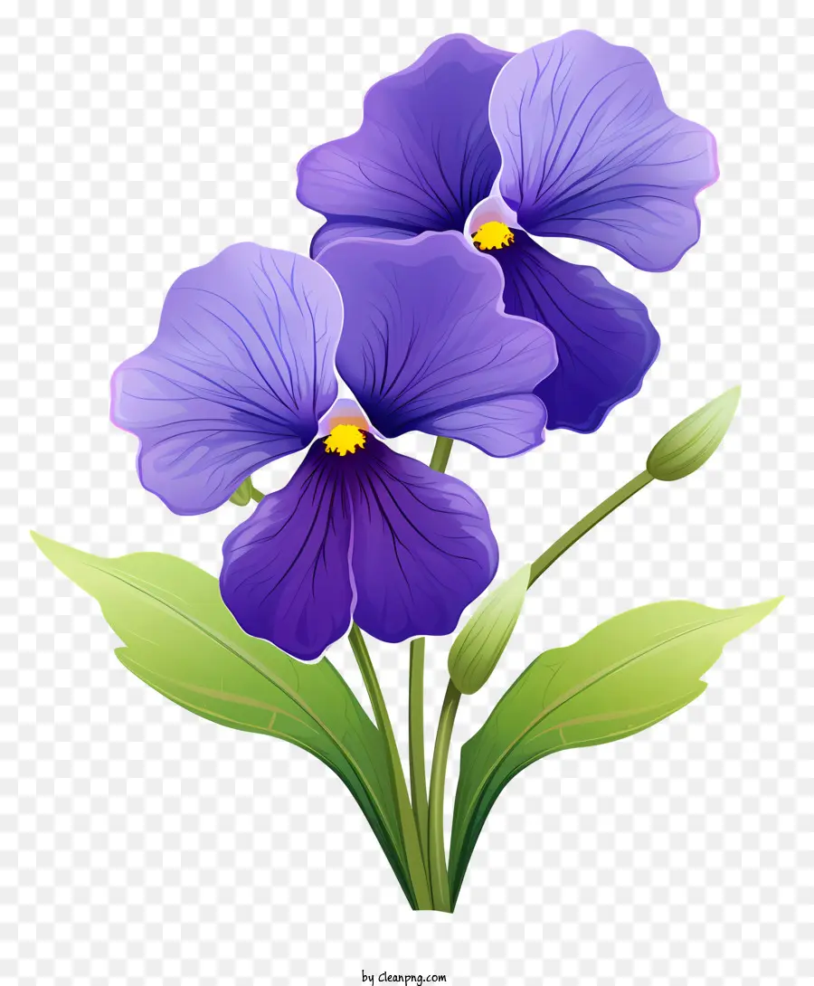 Pansies สีม่วง，ดอกไม้สีม่วง PNG