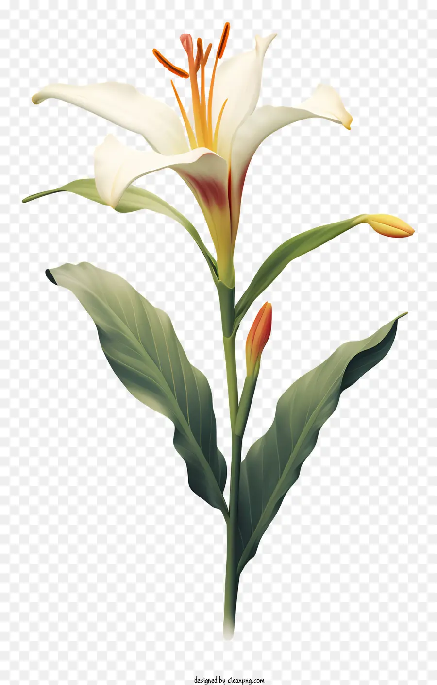 สีขาวลิลลี่，ดอกไม้กลางสีเหลือง PNG