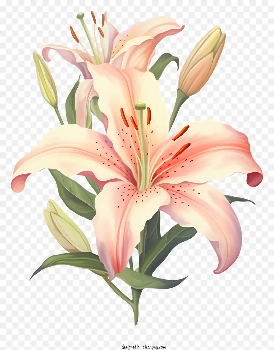 สีชมพู Lilies，ลิลลี่ช่อดอกไม้ PNG