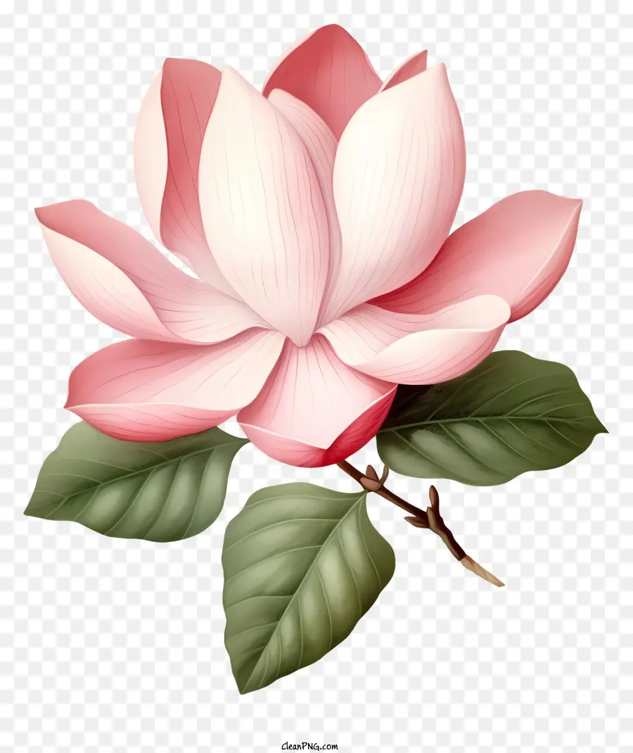 ดอกไม้สีชมพูขนาดใหญ่，ดอกไม้สวยงาม PNG
