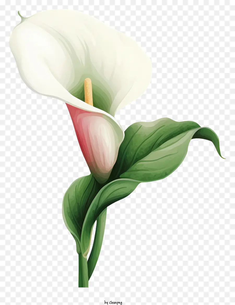 Calla ลิลลี่，ดอกไม้สีขาว PNG