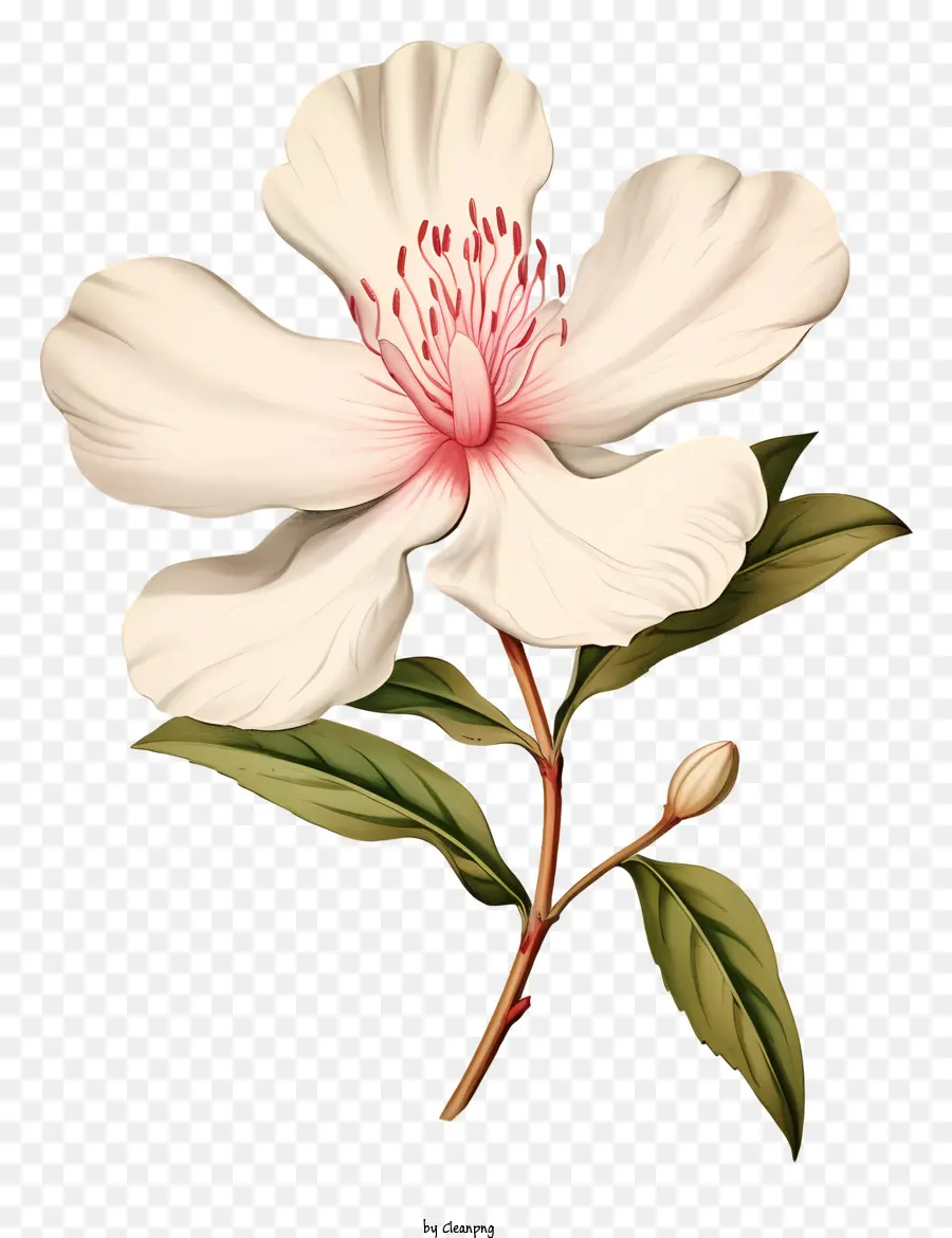 ดอกไม้สีขาว，กลีบดอก PNG