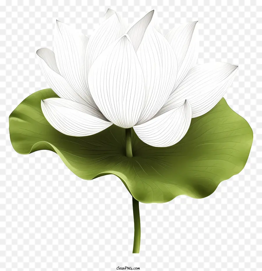 ดอกบัวเช่นผิวขาว，ใบไม้ติดสีเขียว PNG