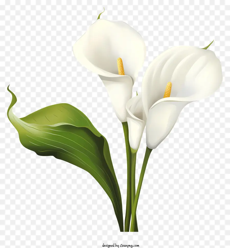 Calla Lilies，ดอกไม้สีขาว PNG