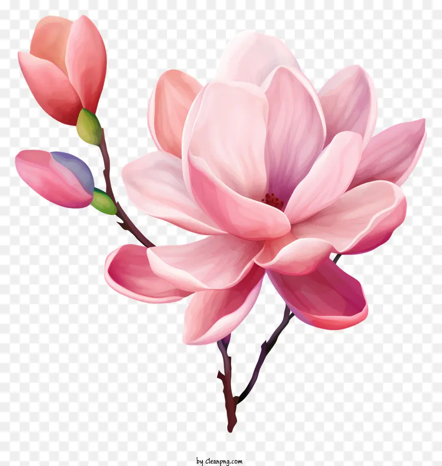 ดอกไม้สีชมพู，กลีบโค้ง PNG