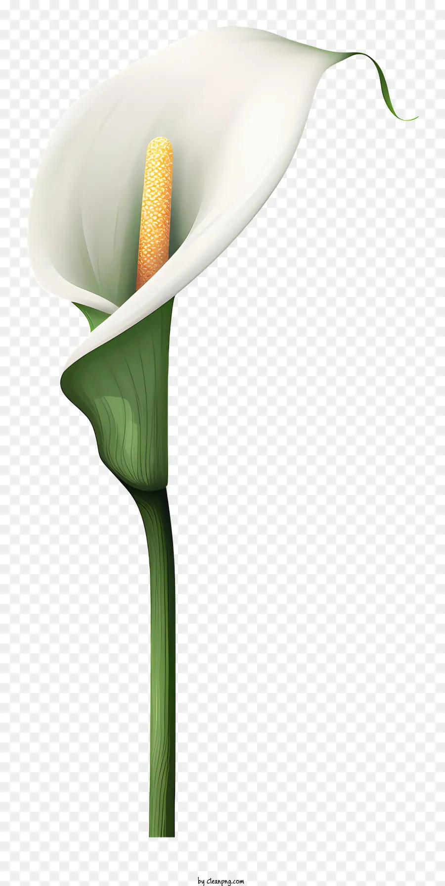Calla Lily สีขาว，ดอกไม้ Petals PNG