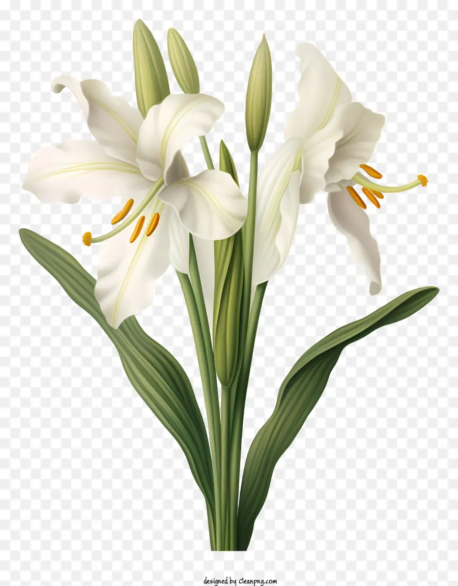 สีขาว Lilies，ช่อดอกไม้ PNG